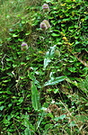 <I>Dipsacus fullonum</I> L.
